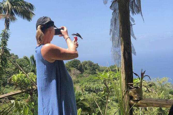 3 Hours Rainforest Group Walk with Lunch - Good To Know