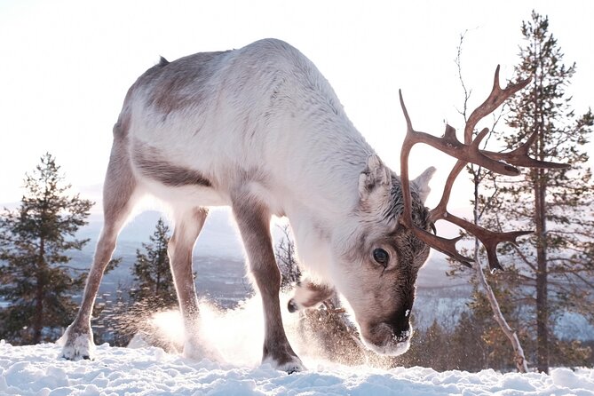3 Hours Reindeers Experience in Sami Camp Tromso - Reindeer Sledding and Feeding