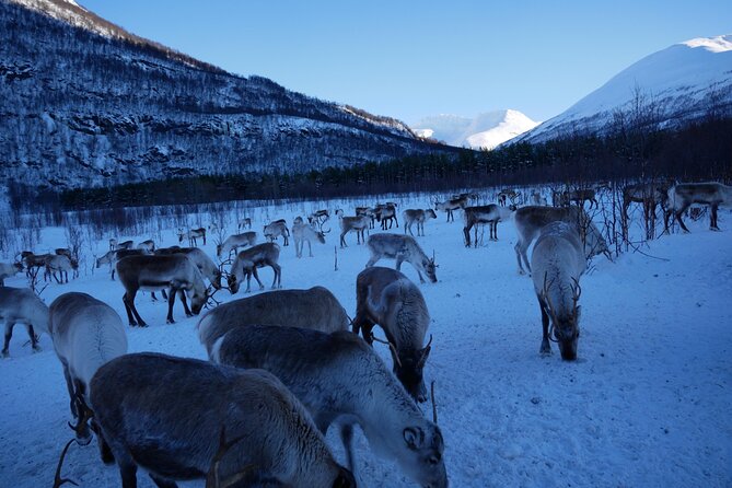 3 Hours Reindeers Experience in Sami Camp Tromso - Sami Cultural Immersion