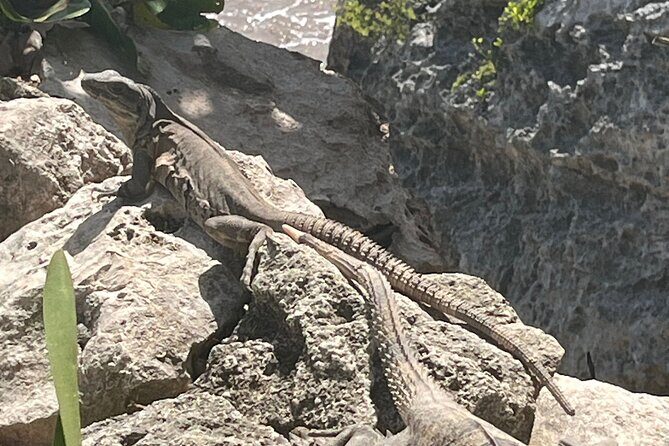 3 in 1 Experience in Tulum - FAQ