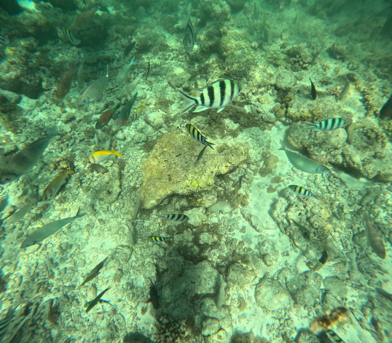 3-Island Hopping Day Tour with Lunch on Cebu Island - Price and what the package covers