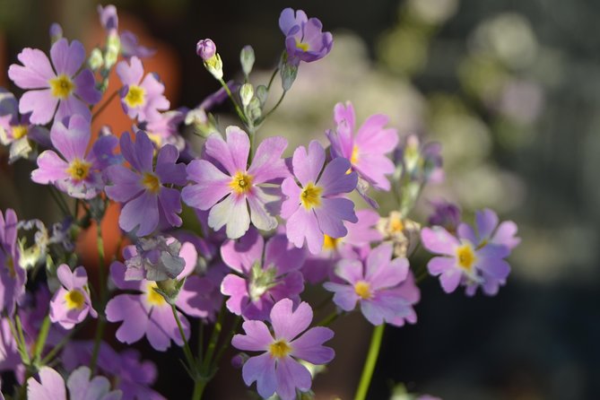 3 Nights 4 Days Chisapani - Nagarkot - Dhulikhel Hiking - Transportation and Guides