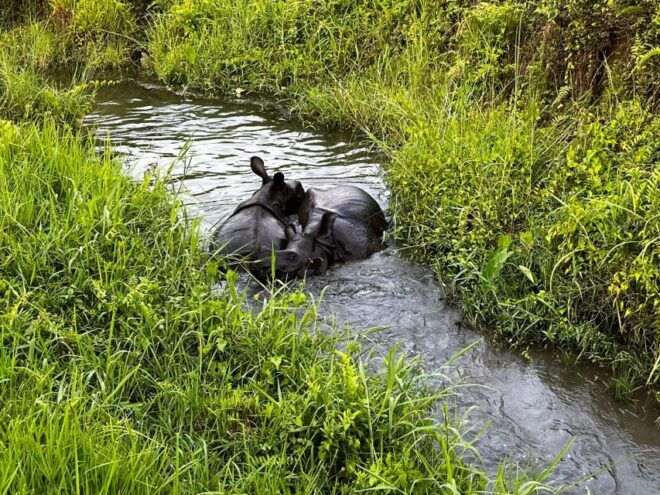 3 Nights 4 Days Chitwan National Park With Tower Night Stay - Common Questions