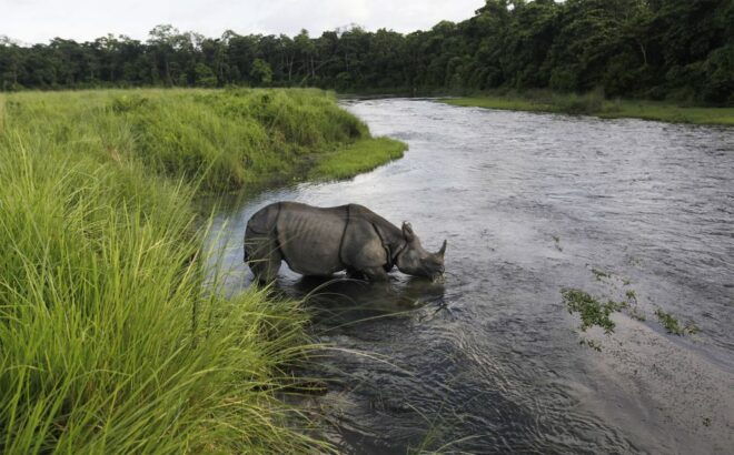 3 Nights 4 Days Chitwan National Park With Tower Night Stay - The Sum Up