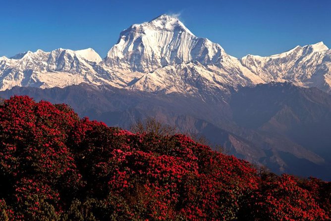 3 Nights 4 Days Ghorepani With Poonhil Trekking in Nepal - Common Questions