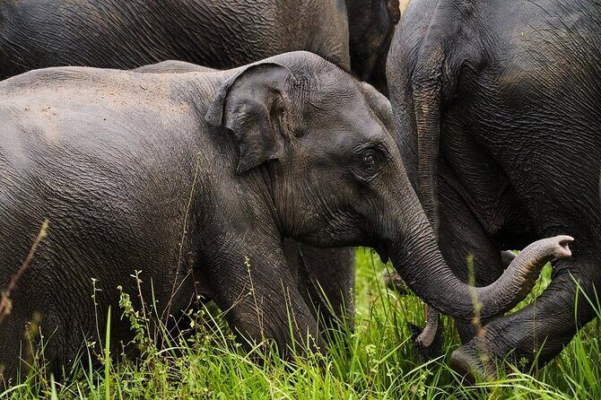 3 Nights 4 Days Private Sri Lanka Safari Tour with Star Hotel - FAQs