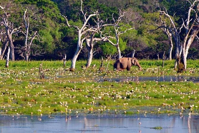 3 Nights 4 Days Private Sri Lanka Safari Tour with Star Hotel - Who Should Consider This Tour?