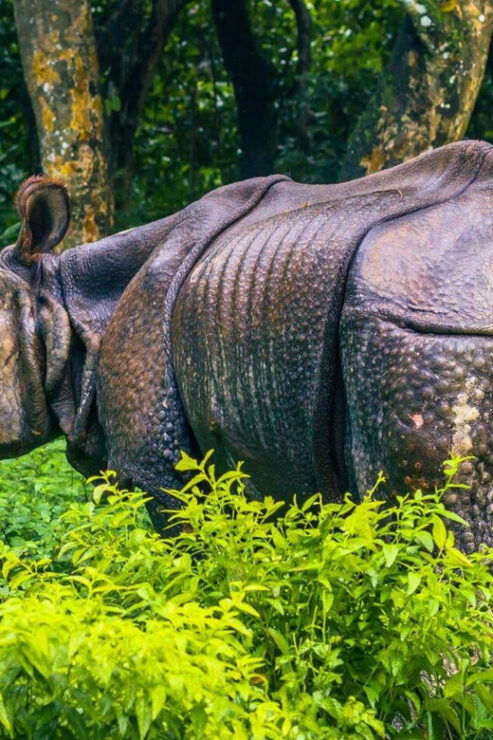 3 Nights Chitwan Adventure With 1 Night Jungle Tower Stay - Key Points