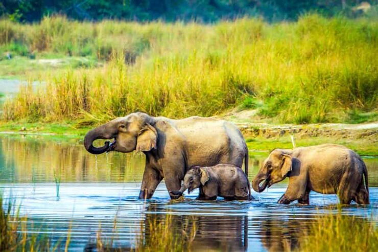 3 Nights Chitwan Jungle Adventures From Kathmandu - Detailed Itinerary