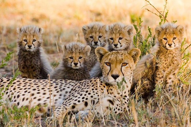 3 Nights Exclusive Masai Mara Safari - Cancellation and Refund Policy