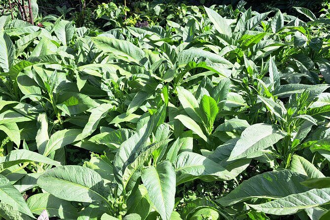 3 Nights Stay in Tanna including Accommodation, meals & transfers - Value and Practical Considerations