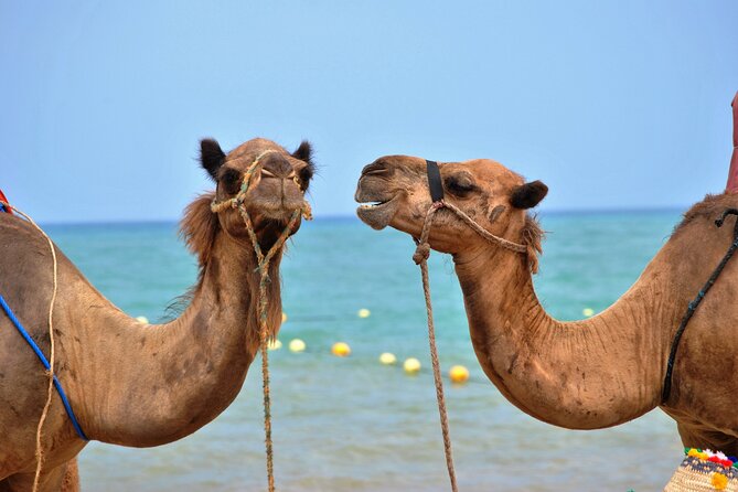 3 Pools National Park by Bus With ATV Quad, Camel Ride and Lunch in Dahab City - What To Expect