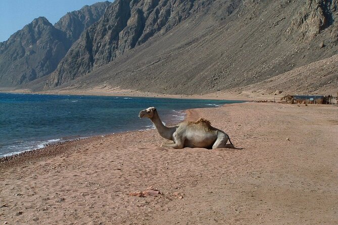 3 Pools National Park by Bus With ATV Quad, Camel Ride and Lunch in Dahab City - Pricing and Reservations