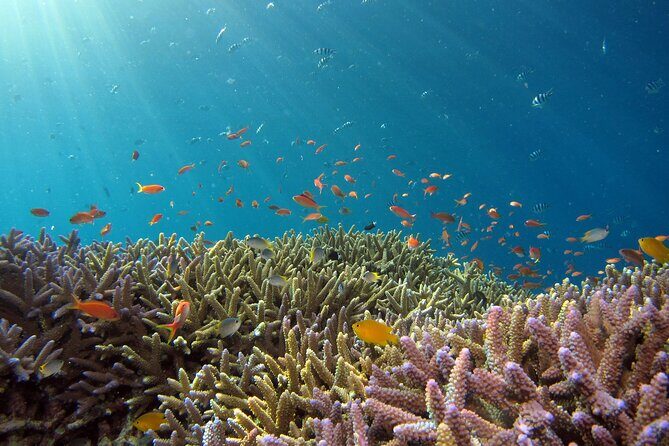 3 Semporna Islands Tour with Snorkel or Diving Experience - Practical Tips for Your Trip