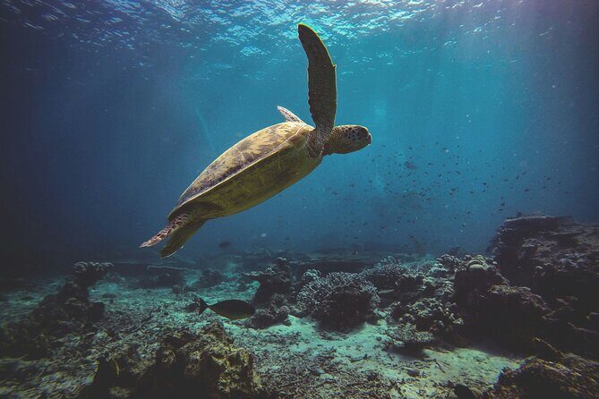 3 Semporna Islands Tour with Snorkel or Diving Experience - FAQ