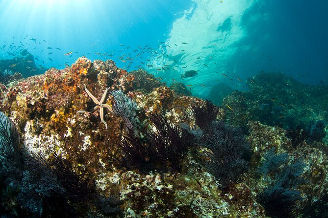 3 Tank Combo Cabo Reserve & Corridor, Certified Divers With MANTA - Common Questions