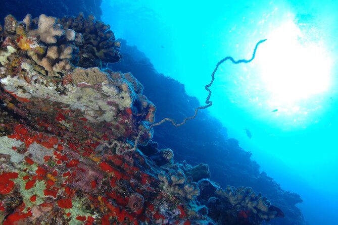 3-Tank Dive Featuring the Molokini Crater - Good To Know
