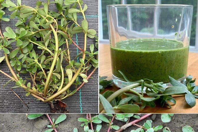 3 to 5 Hour Private Herbal Tour Shopping and Dinner at Ricks Cafe - Why This Tour Offers Great Value