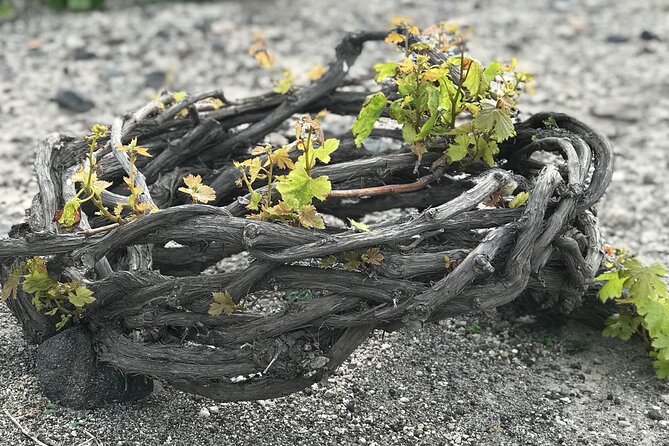 3 Wineries & Greek Gourmet Meal -Santorini Private Wine Tasting - Greek Gourmet Meal Experience