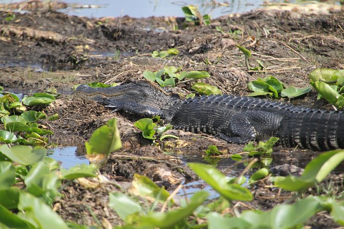30-Minute Airboat Ride, Lunch, Gem Mining and Park Admission - Package Overview