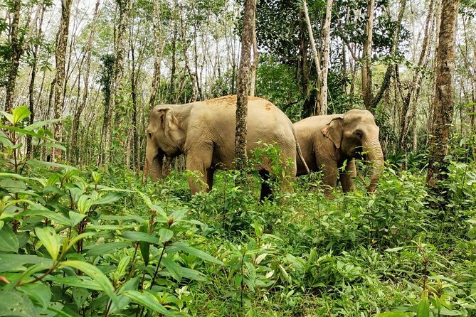 30-Minutes Guided Tour & Transfer to Khaolak Elephant Sanctuary - Pickup Details