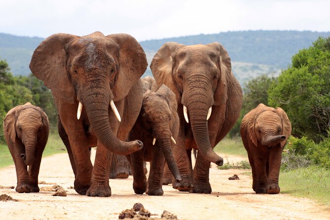 3D and 2N Panorama Tour and Kruger National Park Safari With Pickup - Reviews Summary