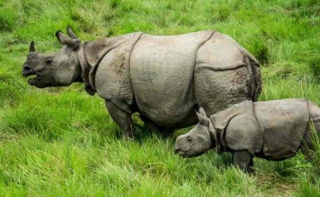 3D2N Chitwan Cultural Heritage Tour From Kathmandu - Included Services