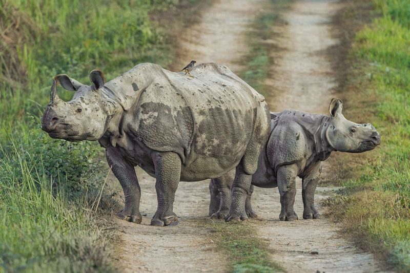 3D2N Chitwan National Park Tour from Kathmandu - Key points to know
