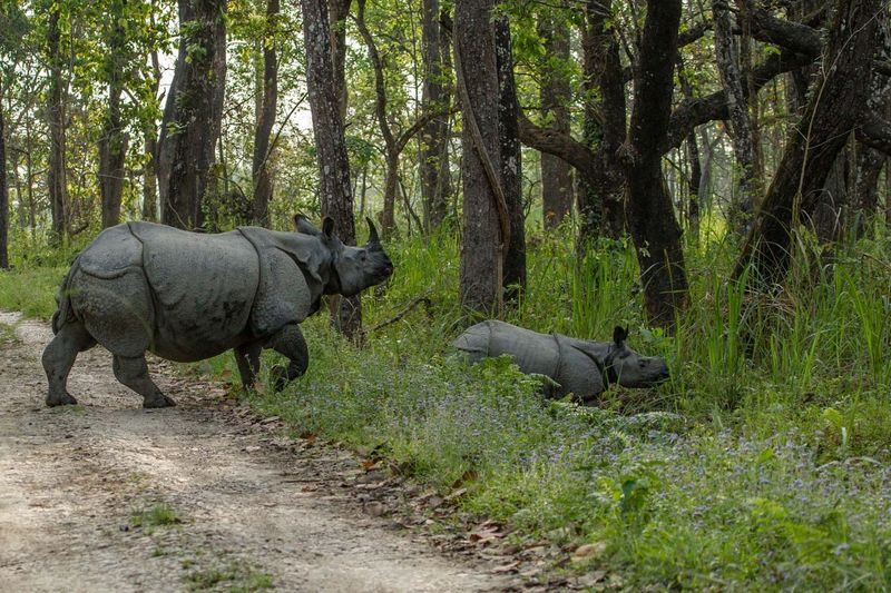 3D2N Chitwan National Park Tour from Kathmandu - Day three: one last park visit, then back