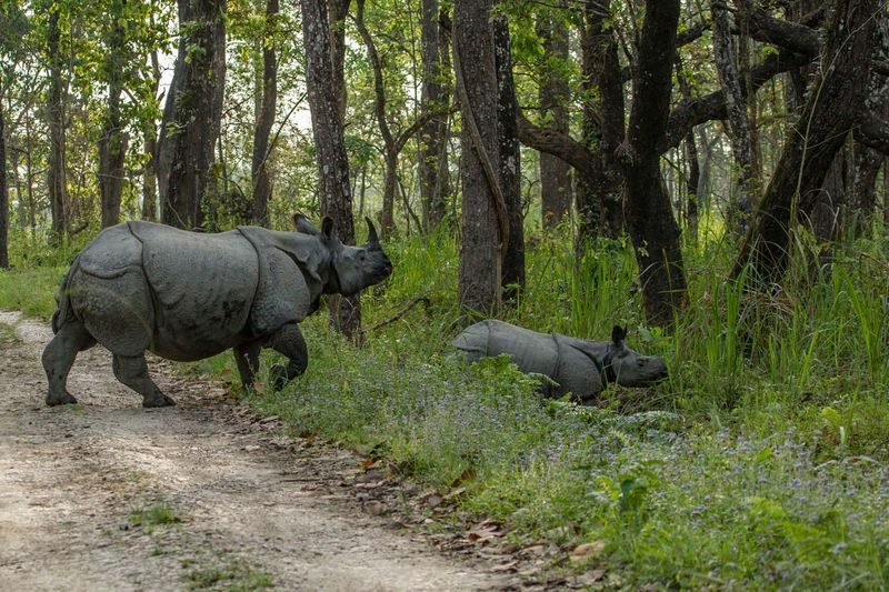 3D2N Chitwan National Park Tour from Pokhara - Day three: the breeding center and return to Pokhara