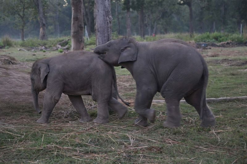 3D2N Chitwan National Park Tour from Pokhara - What the price covers, and what to verify