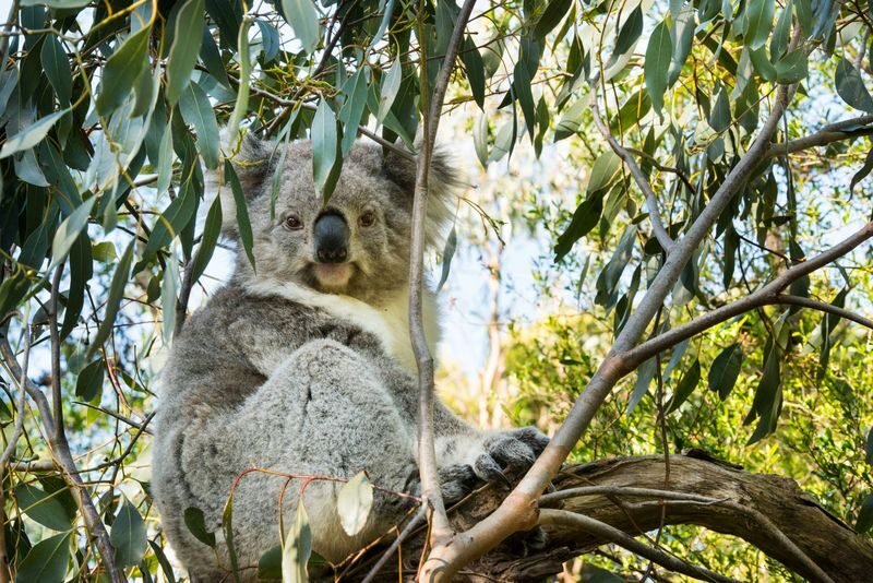 3D2N Great Ocean Road and Grampians Explorer in Melbourne - The Grampians: lookouts, waterfalls, and a proper hike