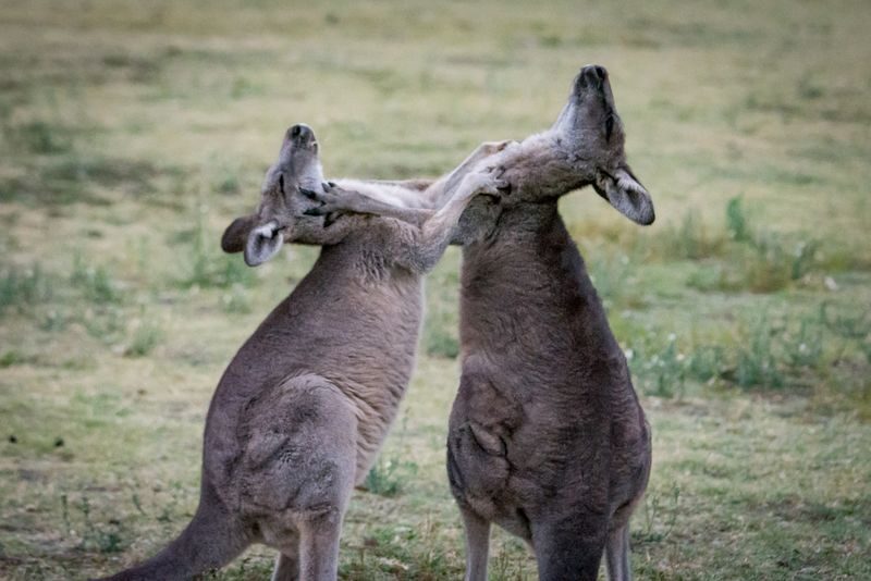 3D2N Great Ocean Road and Grampians Explorer in Melbourne - Who should book this three-day trip?