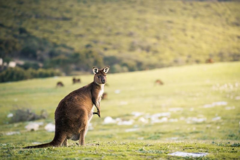 3D2N Kangaroo Island Adventure Tour - From Adelaide to Kangaroo Island