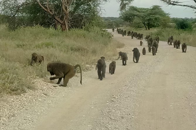 3Days 2 Night Samburu Shaba - Accommodation Details