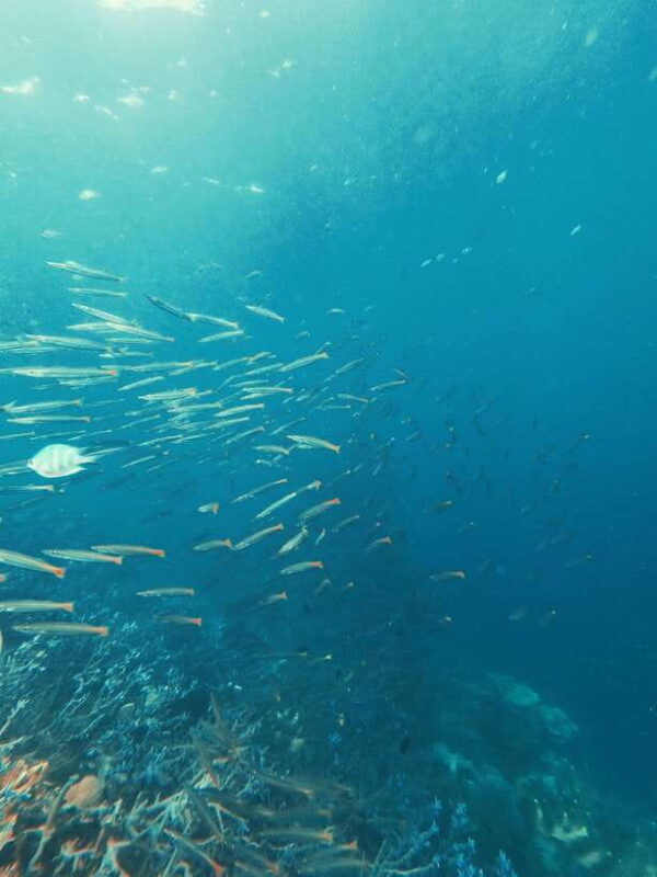 3DAYS AND 2NIGHTS SNORKEL ISLANDS HOPPING EXPEDITION - Introduction: What Makes This Tour Stand Out