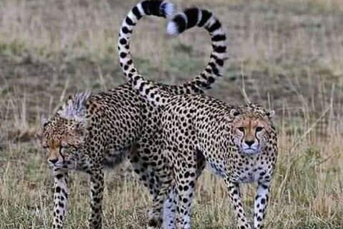 3days Masai Mara Best of Lodge Safari - Safari Itinerary Highlights