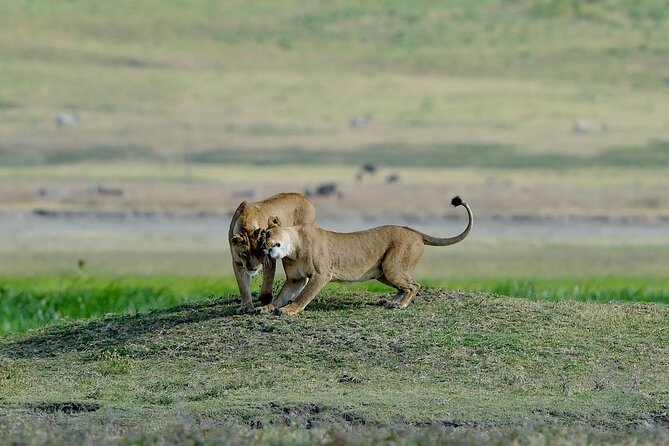 3days Masai Mara Best of Lodge Safari - Wildlife Spotting Opportunities