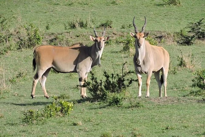 3days Safari - Meals and Accommodations Included