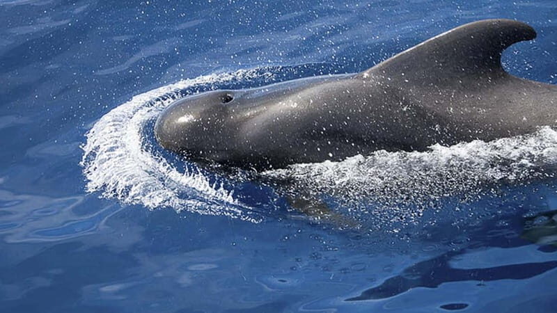 3h Whale Watching Private Tour Costa Adeje Lina7 Mizendoha - FAQ