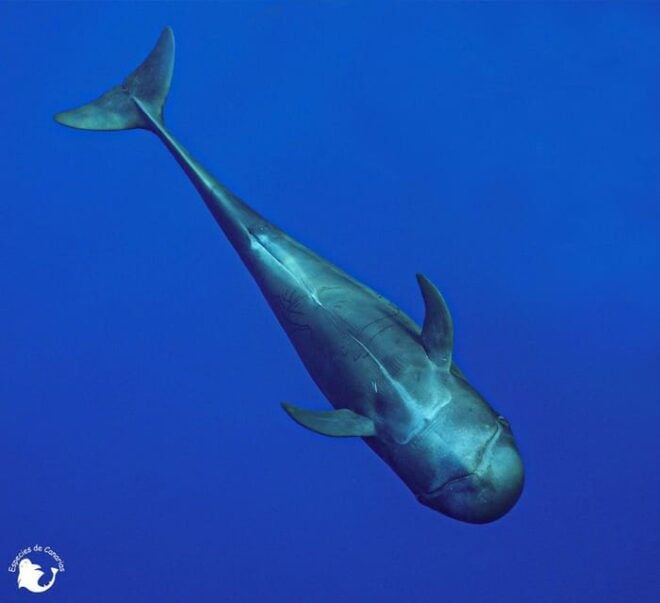 3h Whale Watching Private Tour Costa Adeje Lina7 Mizendoha - Experience Highlights