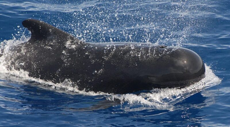 3h Whale watching Share Tour Costa Adeje Lina7 Mizendoha - FAQ