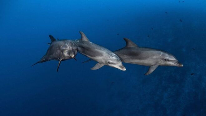 3h Whale Watching Share Tour Costa Adeje Lina7 Mizendoha - Wildlife Sightings