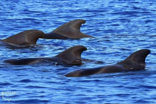 3h Whale Watching Share Tour Costa Adeje Lina7 Mizendoha - Tour Duration