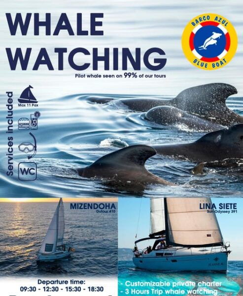 3h Whale Watching Share Tour Costa Adeje Lina7 Mizendoha - Frequently Asked Questions