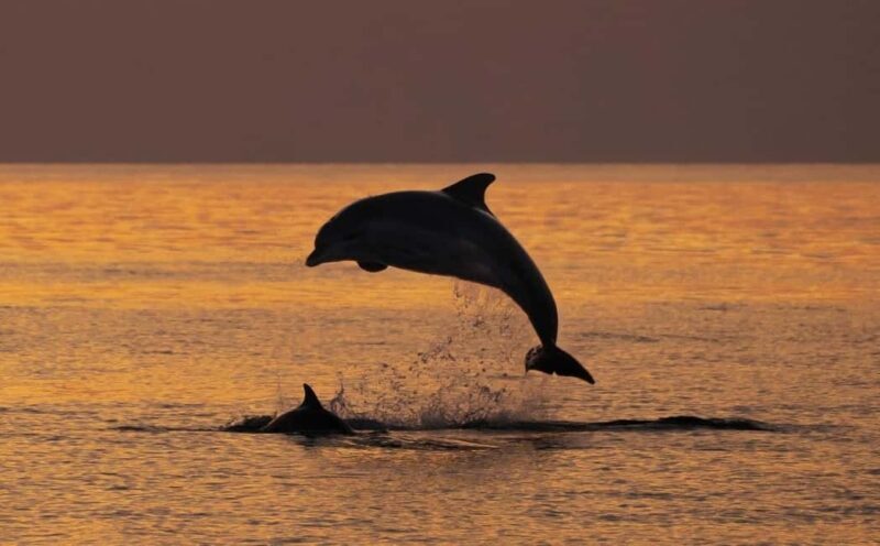 3hours Dolphin Sunset watching with unlimited drinks +dinner - FAQ