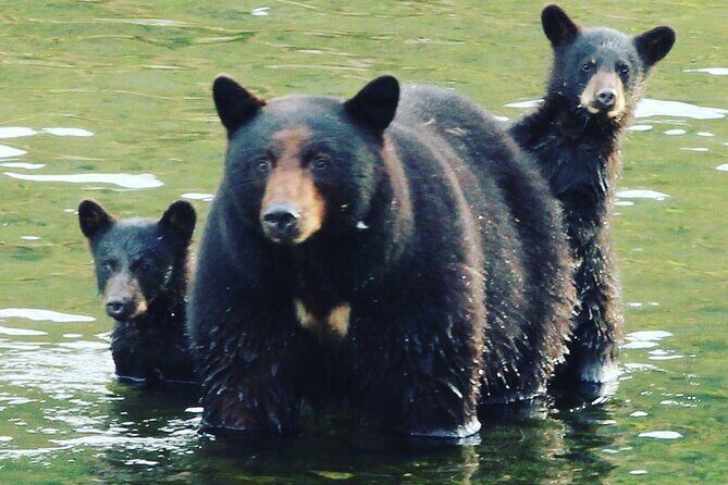 3hr Custom Private Tour of Ketchikan (4 People) Wildlife + More - The Itinerary: What to Expect