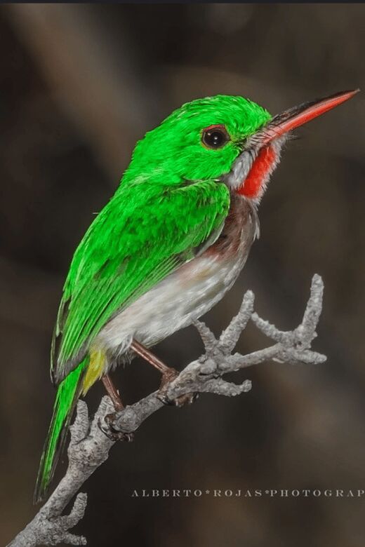 3in1: Los Haitises N. Park + Waterfalls + Montaña Redonda - Final Thoughts