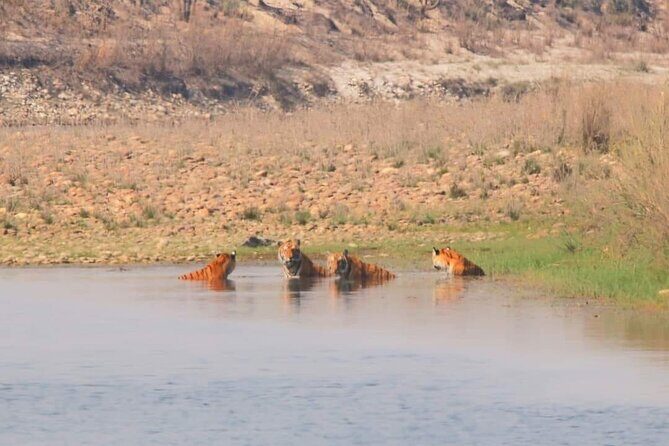 3Nights 4Days Bardiya Tiger Tracking Tour on Foot - All Inclusive - Introducing the 3Nights 4Days Bardia Tiger Tracking Tour on Foot