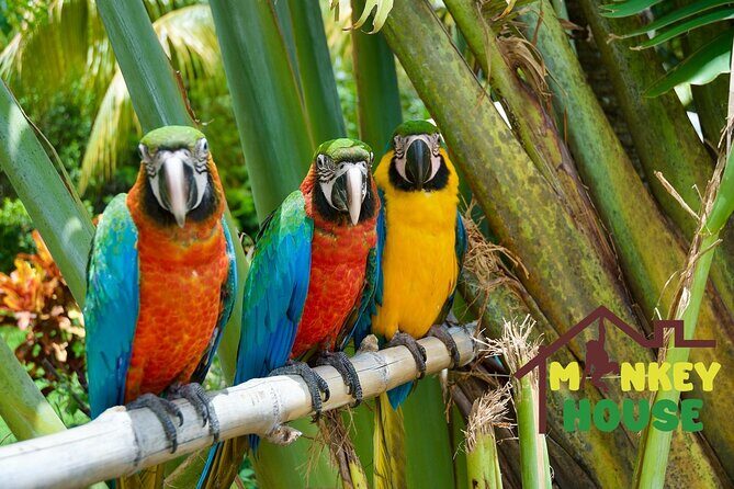 3X1 Adventure Waterfalls, Monkeys & Buggies In Puerto Plata - The Sum Up